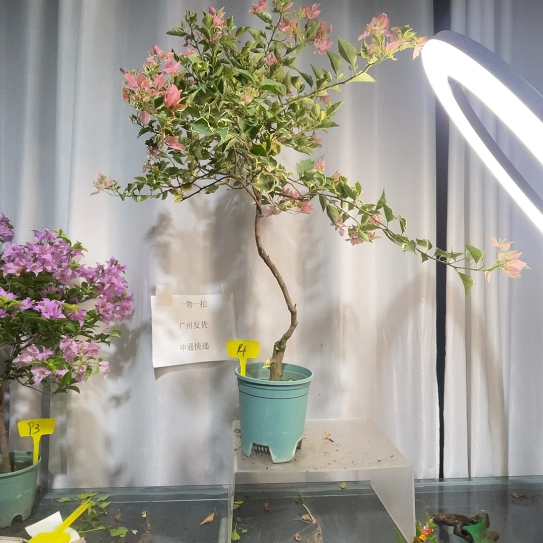 当前无花栽培后可以开花14粉红蝶桩