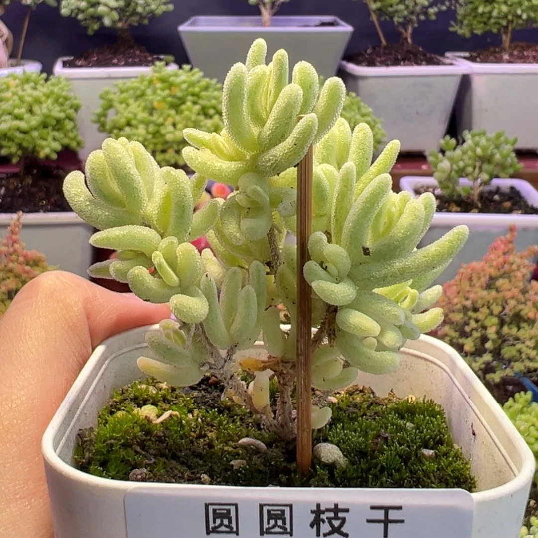 3003橙叶锦福利一物一拍