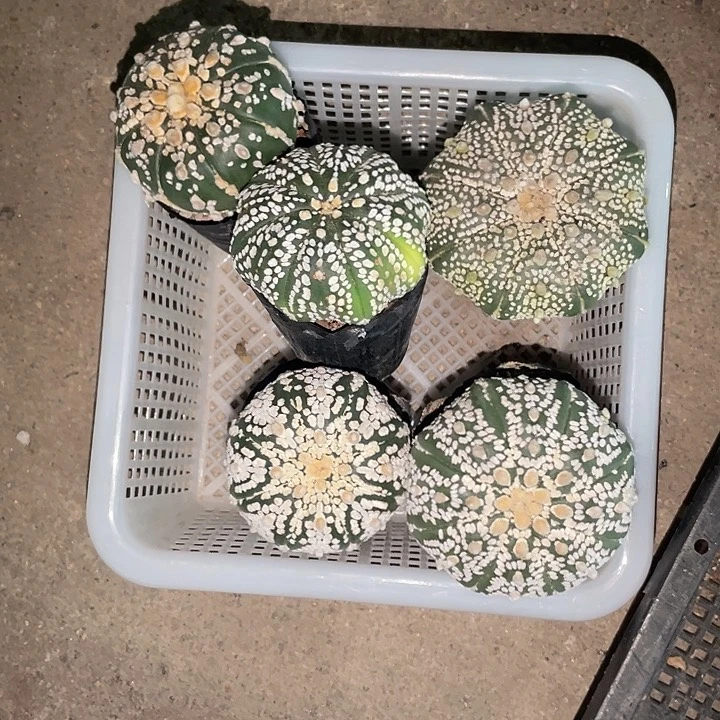 完全开放撸**花特价2 60
