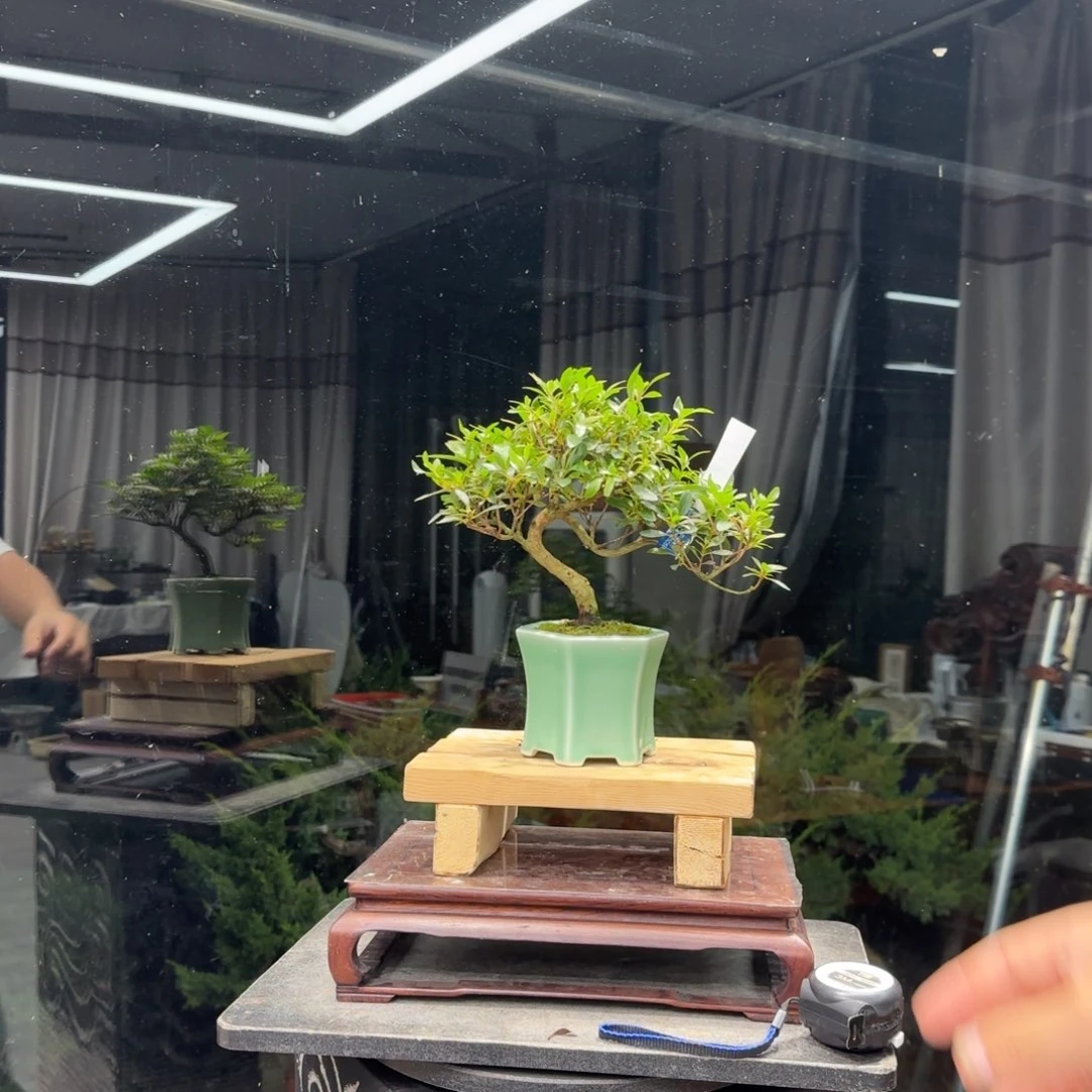 黑***路完全开放花卉苗木花卉苗木