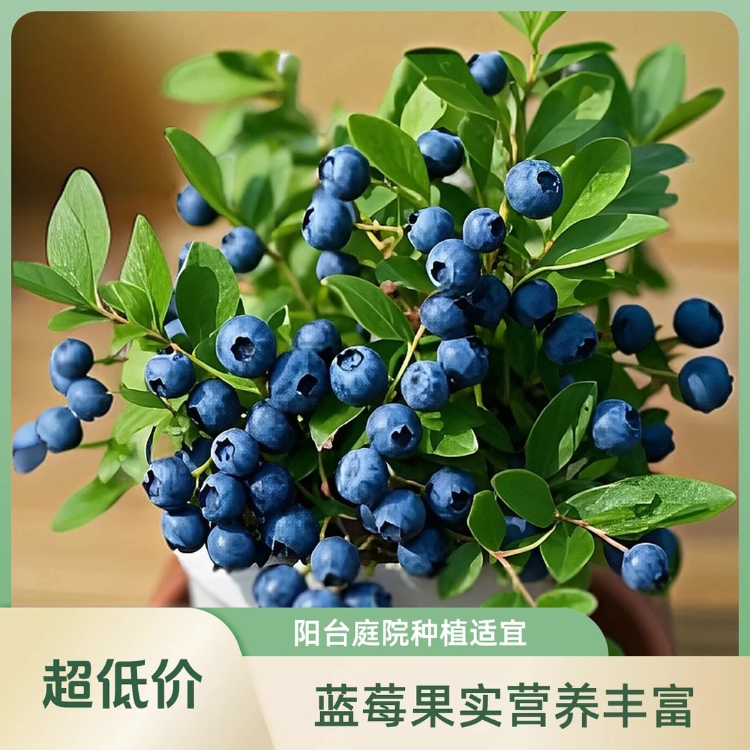 大果蓝莓树苗脱毒组培钵盆苗原盆原土发货蓝莓果树苗南北适宜庭院