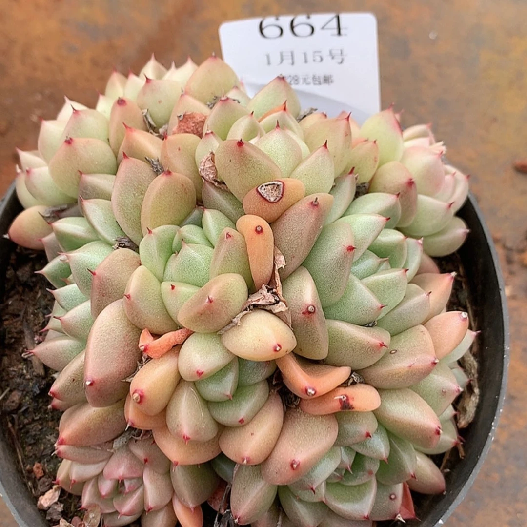 【闪购商品】云664号