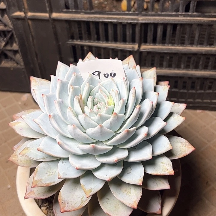 用****7900/////////////////