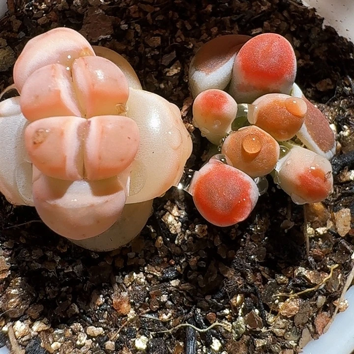 瀞生石花22:：。  33