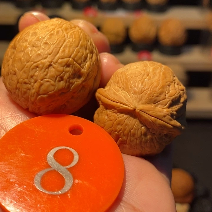 木质类大钢蛋32尺寸，主播自留款