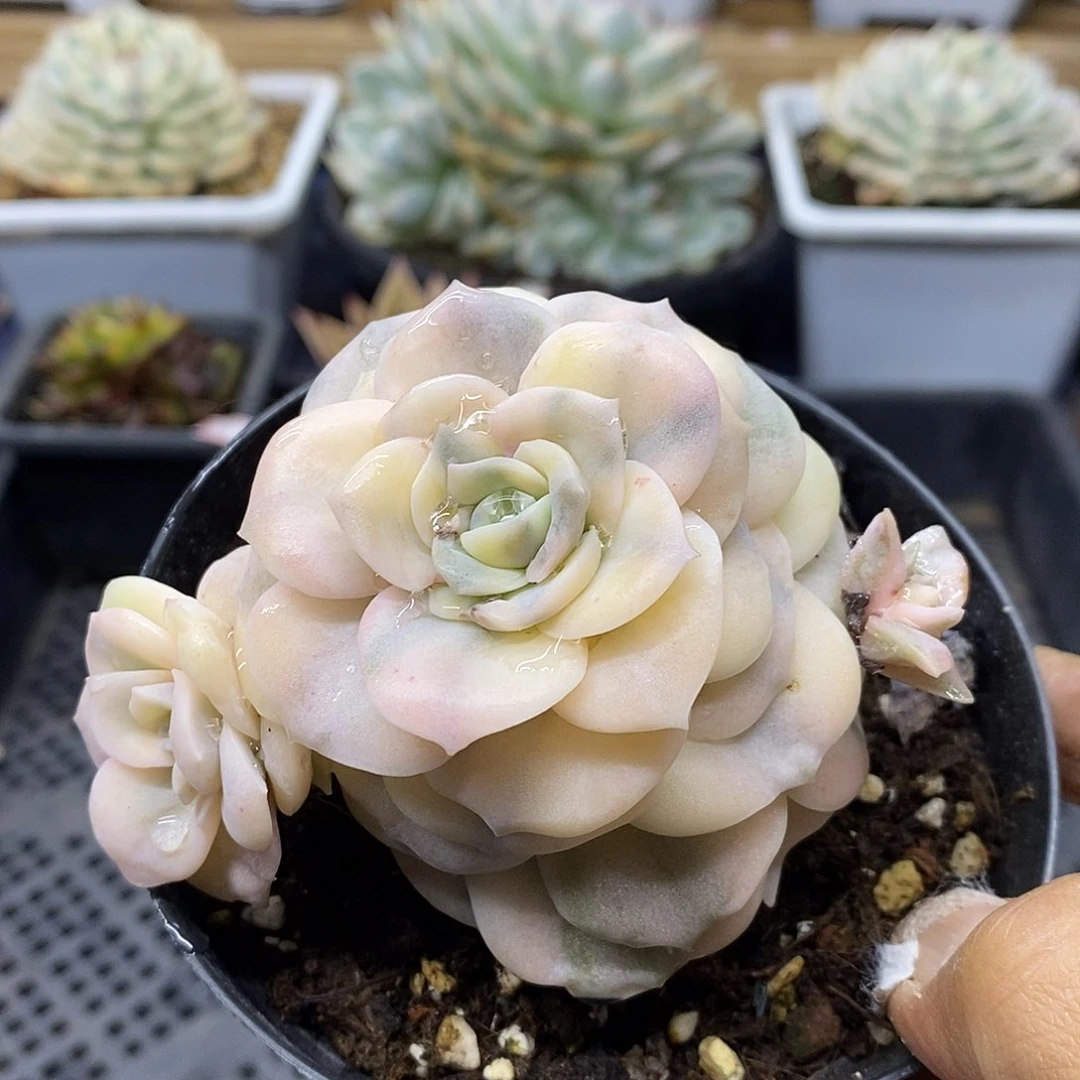 14216 可爱玫瑰覆轮锦无砍双头 需延时发货