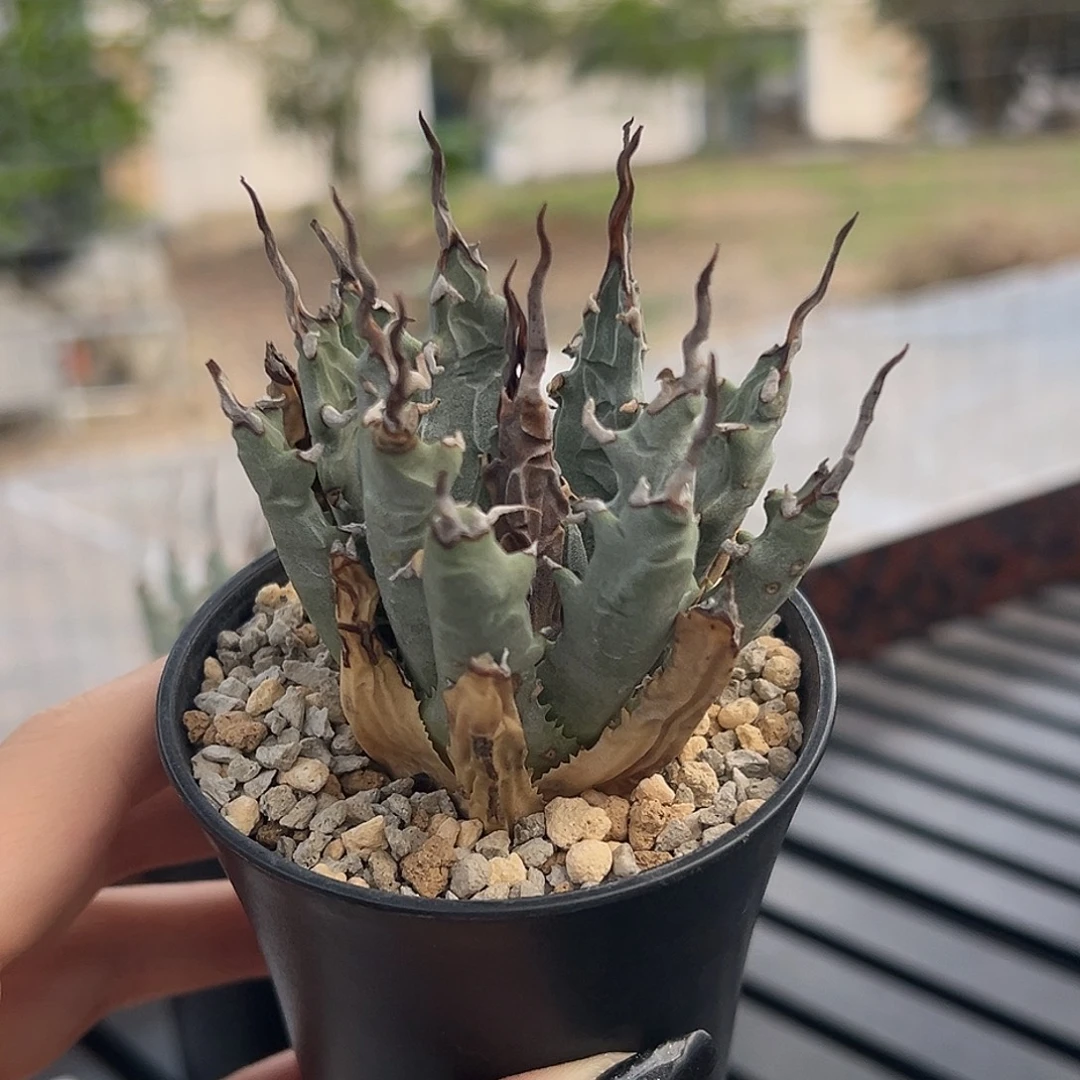 无花朵产地妖炎熟桩 8折价 叶片有瑕疵