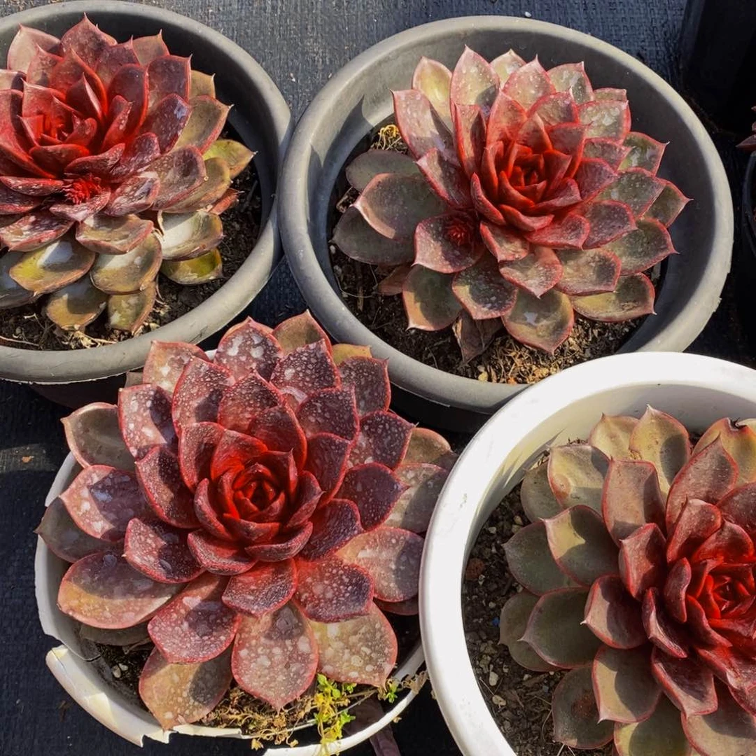 红玫瑰大单头多肉植物