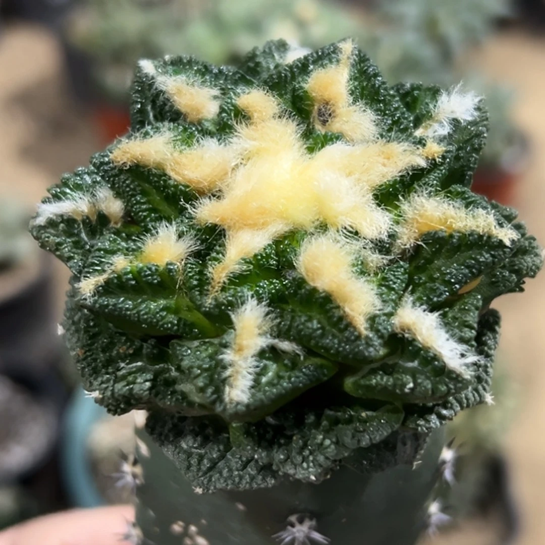 完全开放福利绣普苗接隔尤纯辛顿牡丹018