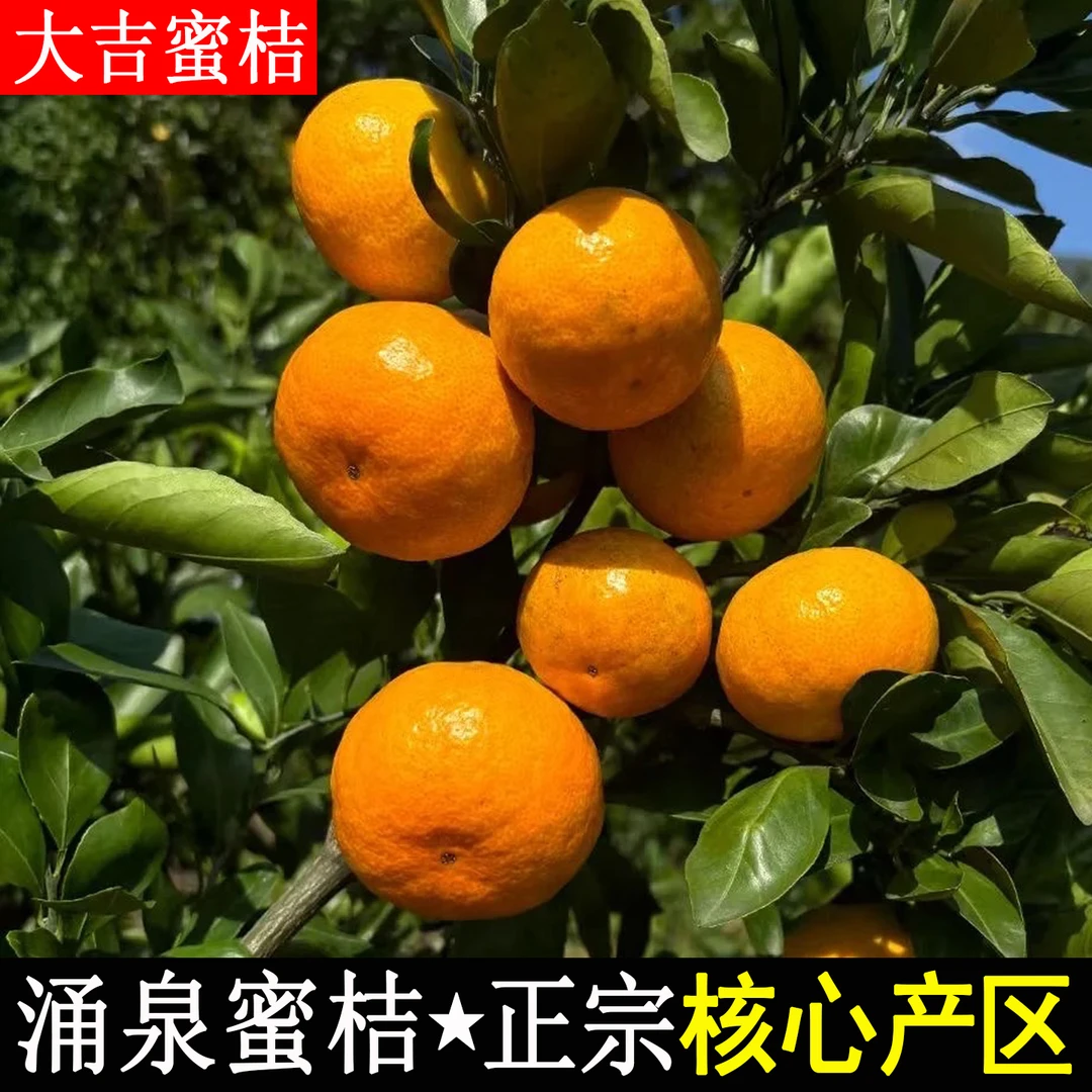 【正宗涌泉蜜橘】台州临海蜜桔子无核宫川高山老树桔子橘子果园直发