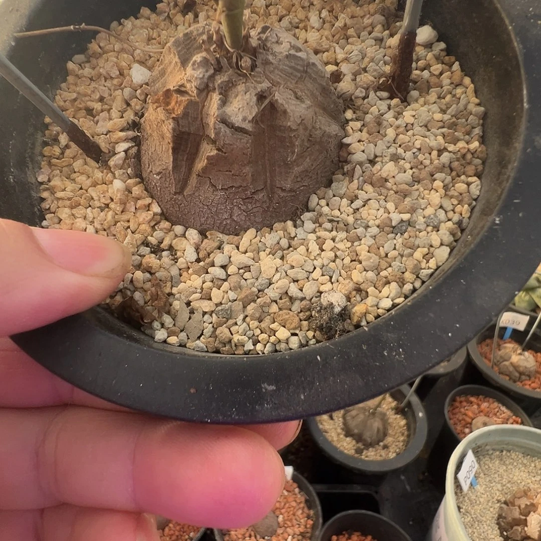 多肉植物专拍 一物一拍 南非龟甲龙，097