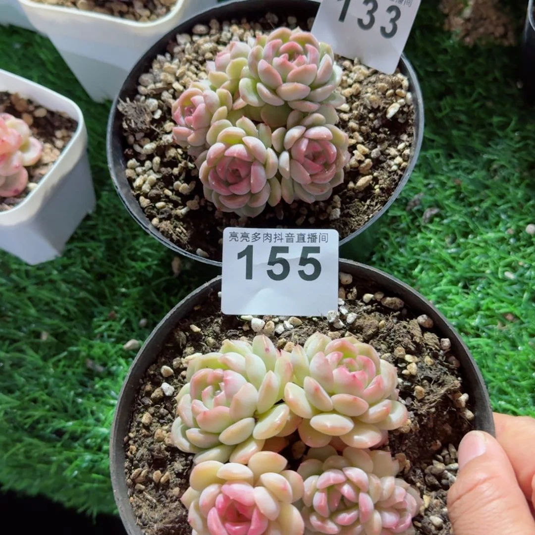 於*琴心群生         精品多肉