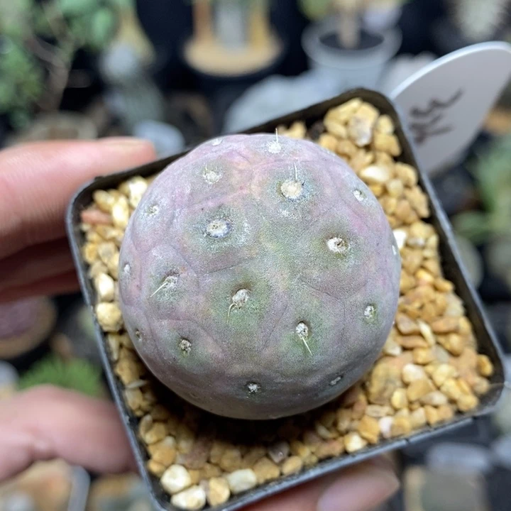 紫皮习志野326号3.8cm