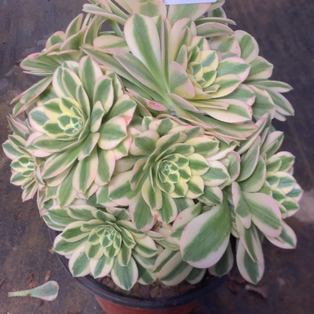 730有断枝多肉植物