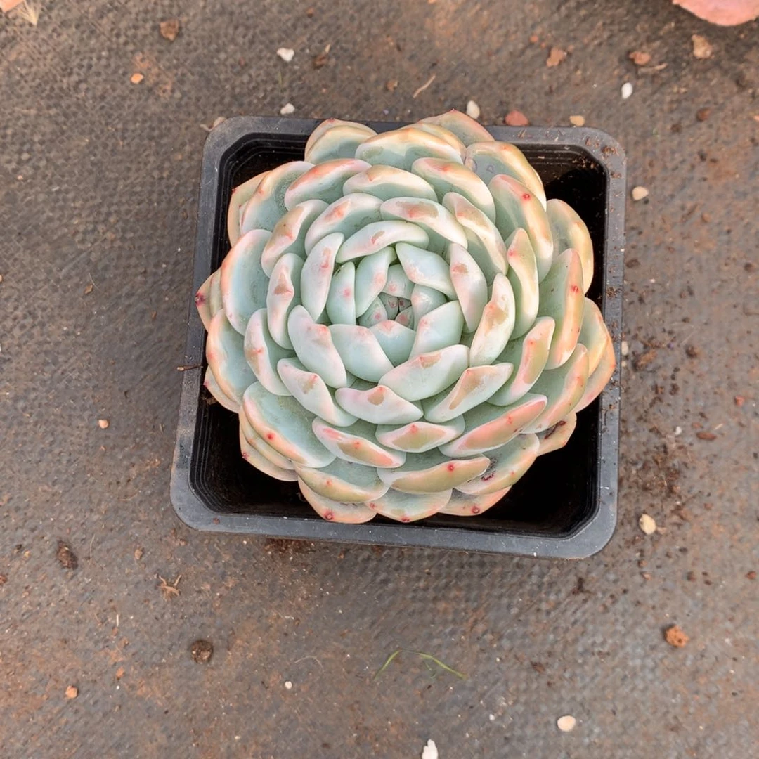 曦*曦月80000000000