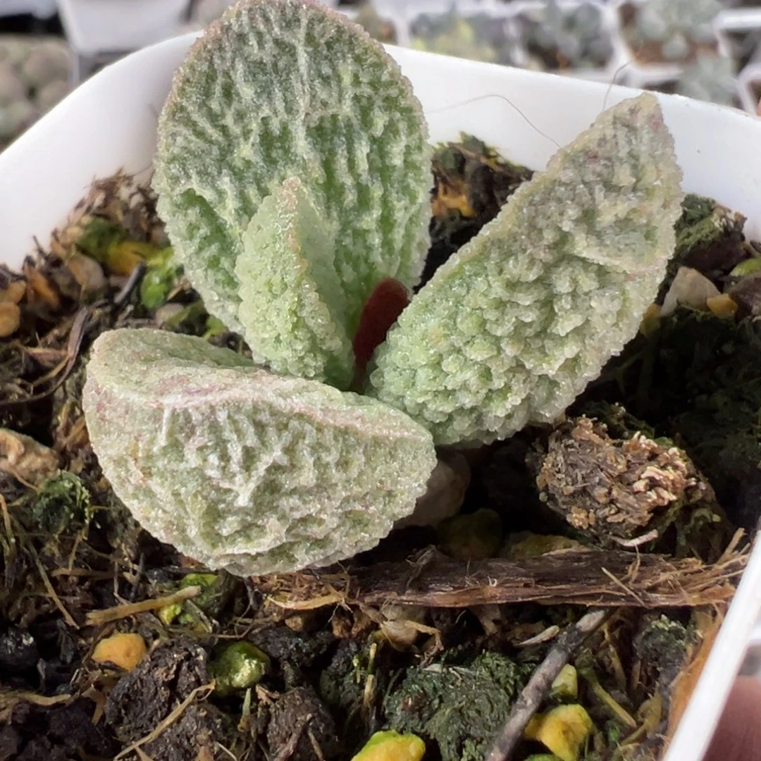 实生新品多肉植物水泡