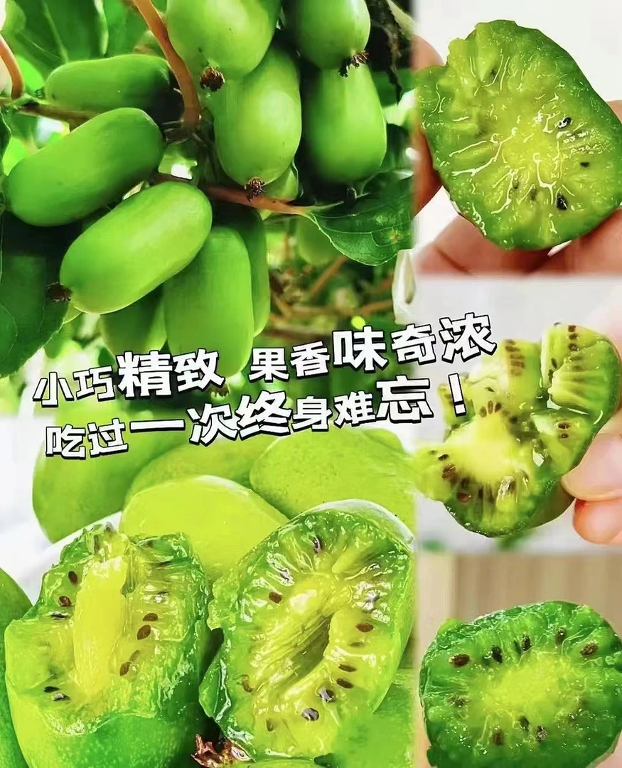 【顺丰包邮】产地直发东北特产软枣猕猴桃奇异莓猕猴桃VC丰富大果