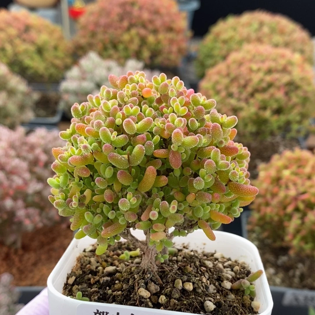 蜜橘糖球3643枝干番杏