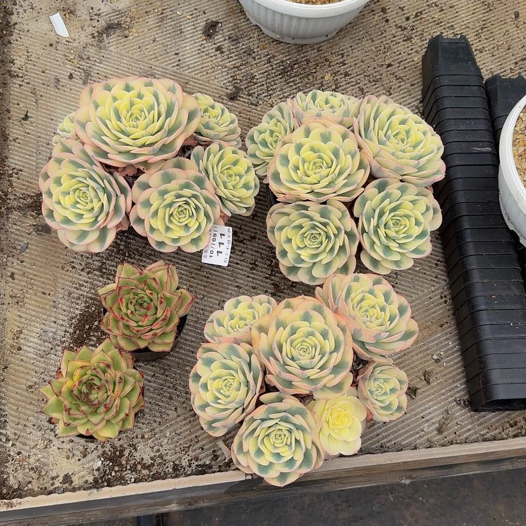 巴***妈1009-111玉蝶锦3➕韩乌锦两个