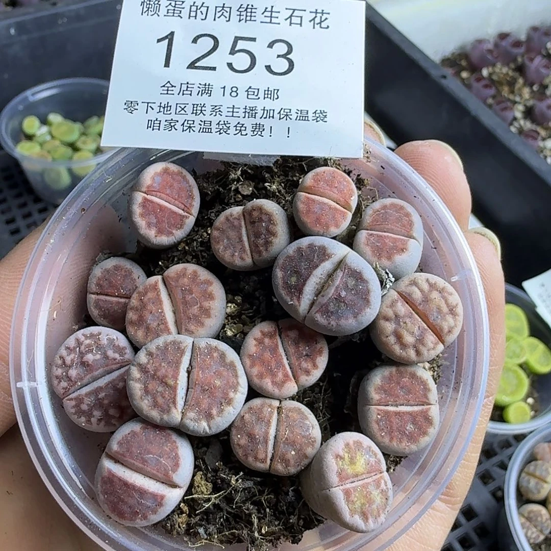 1253 哈哈哈哈哈哈哈哈哈