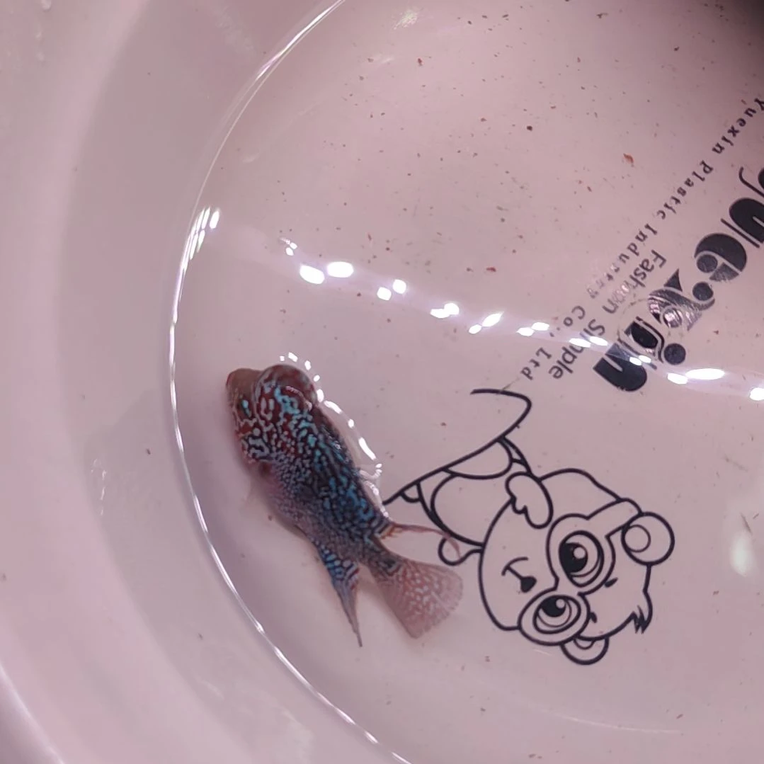 罗汉鱼鱼444444444