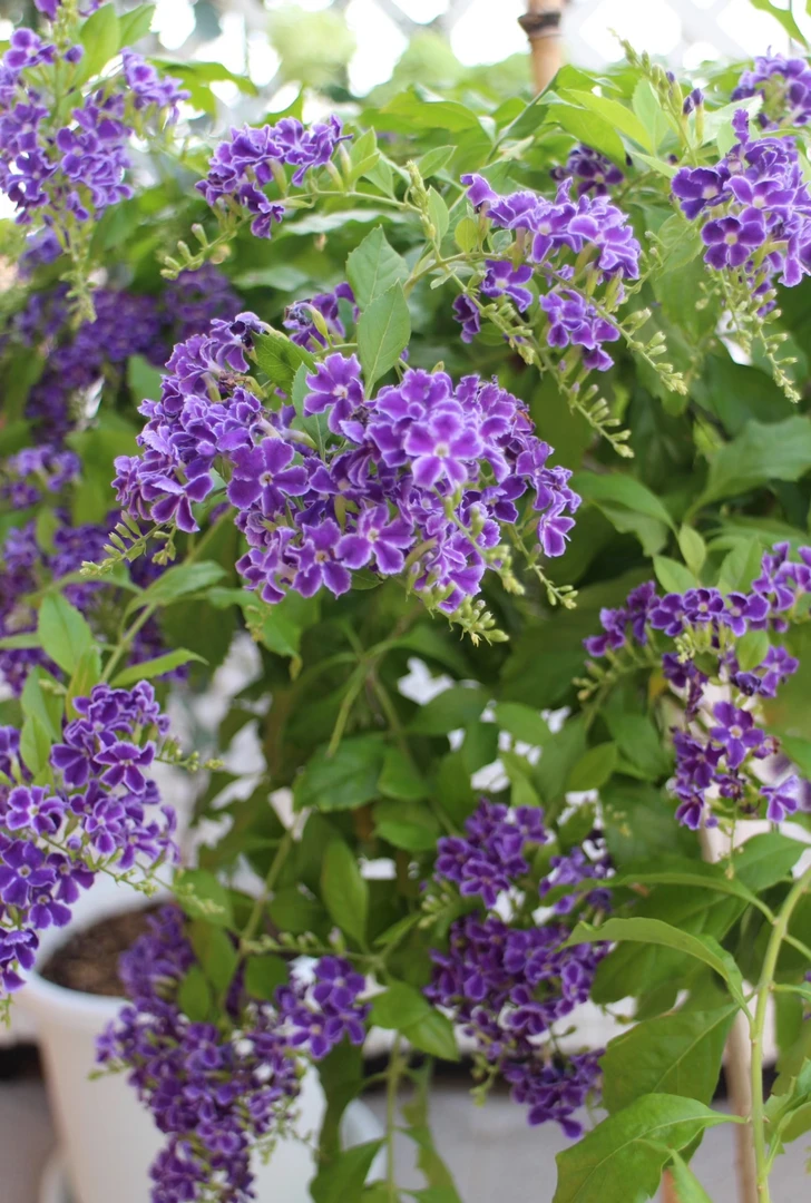 【高度60cm-70cm】蕾丝巧克力金露花棒棒糖盆栽花四季开花耐晒耐热