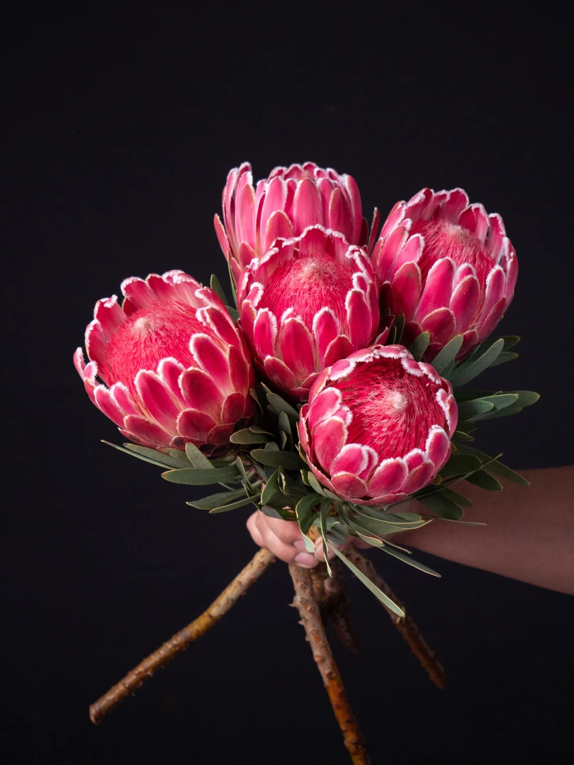 【超皇后】南非进口花新鲜超大维纳斯皇后花花束