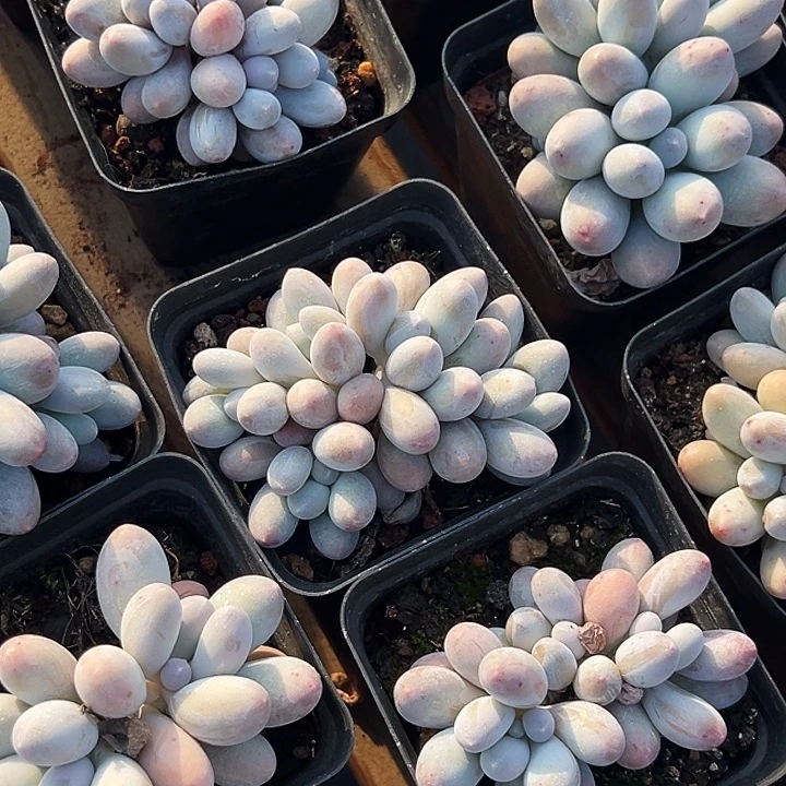 汤圆锦     叶插群    福利