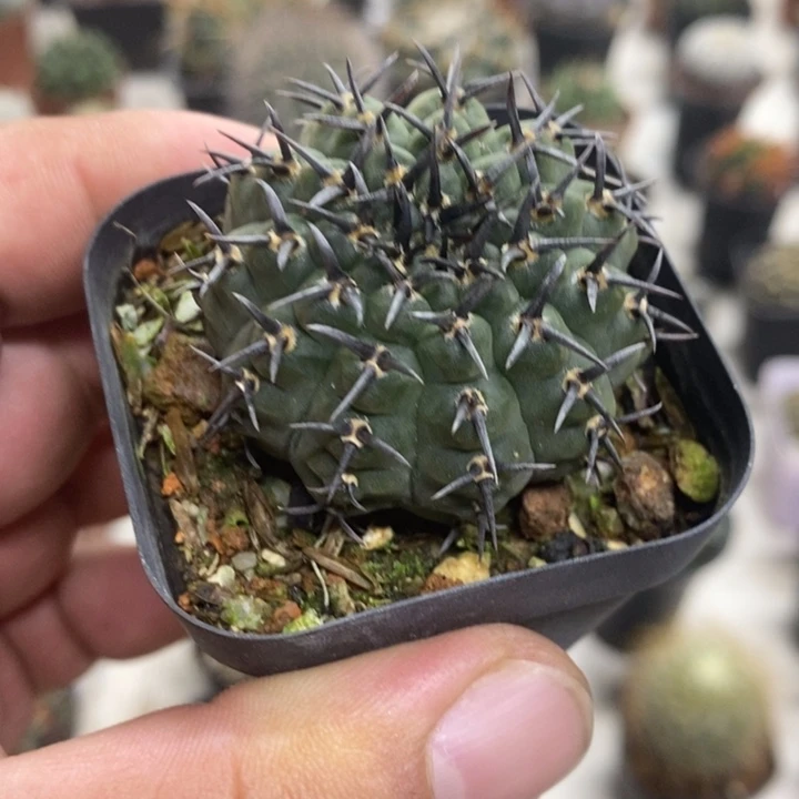 实生黑刺凤头特价