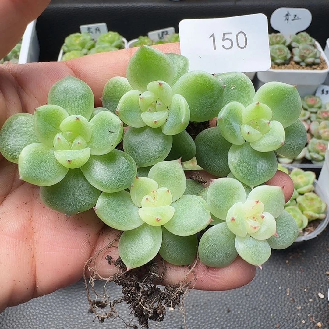 一物一拍一物一拍918-150
