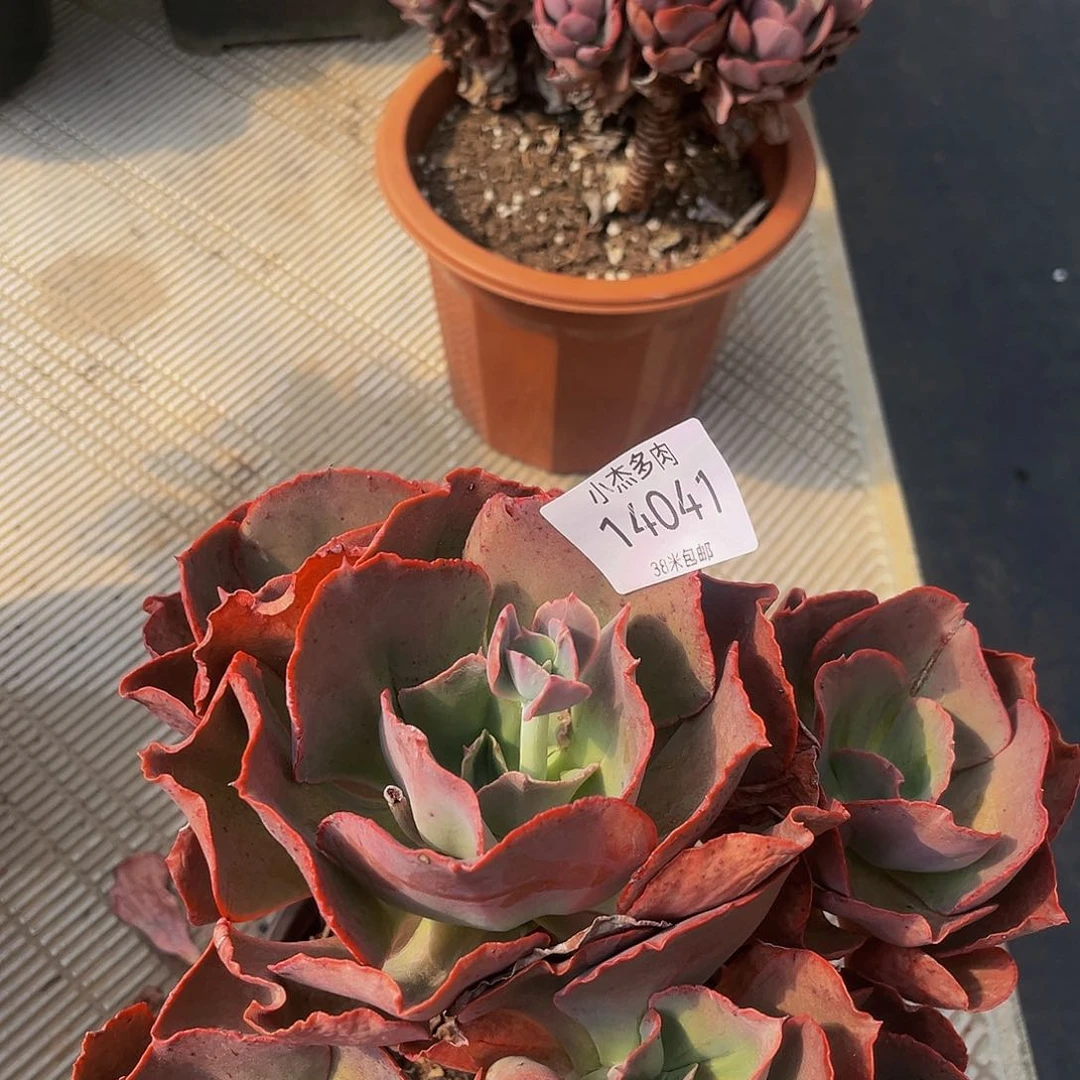 星***雨初吻骑生14041