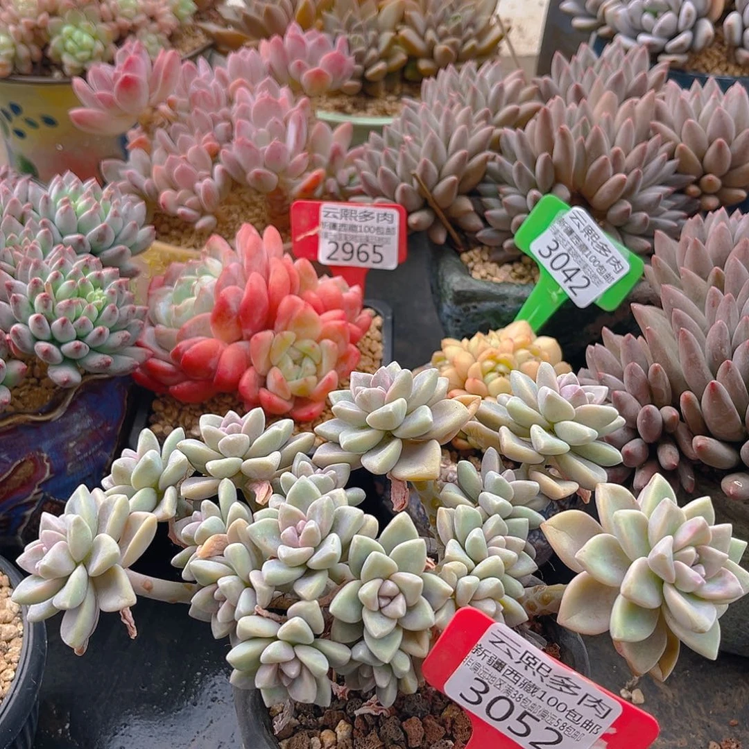 3052淡雪缀多肉植物