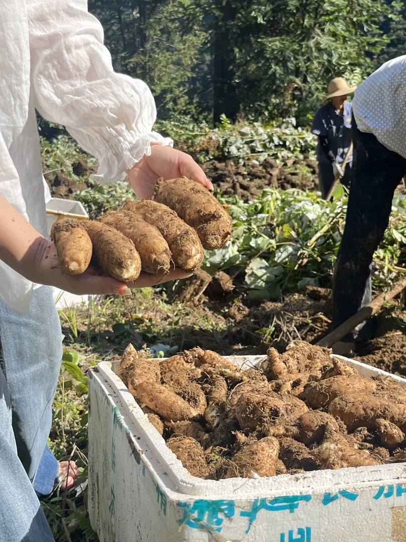 仿野生高山林下天麻   生鲜通道极速发货 现挖现发（5装17-25个果）