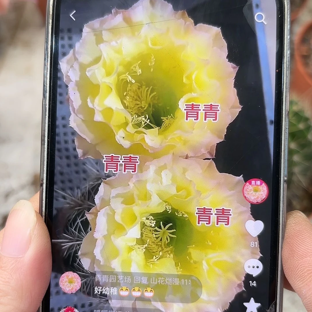 彩草蛋挞6公分左右有瑕