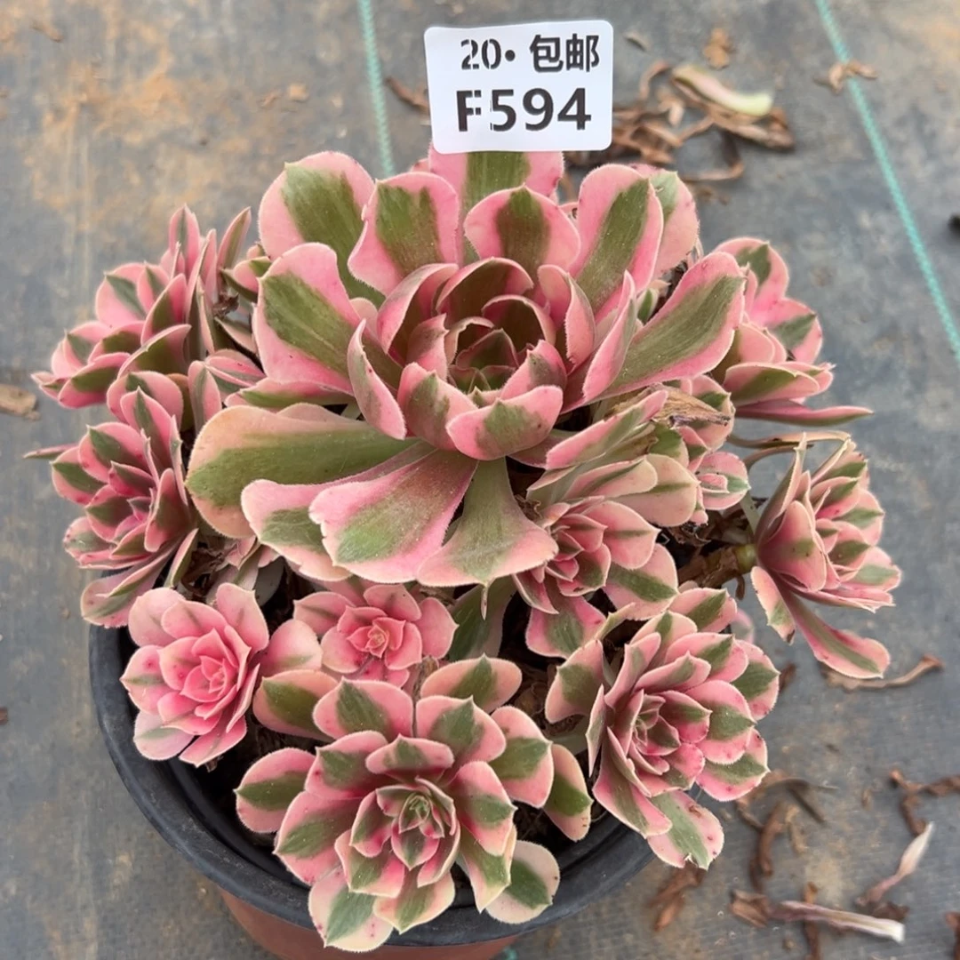 594女巫，多肉法师