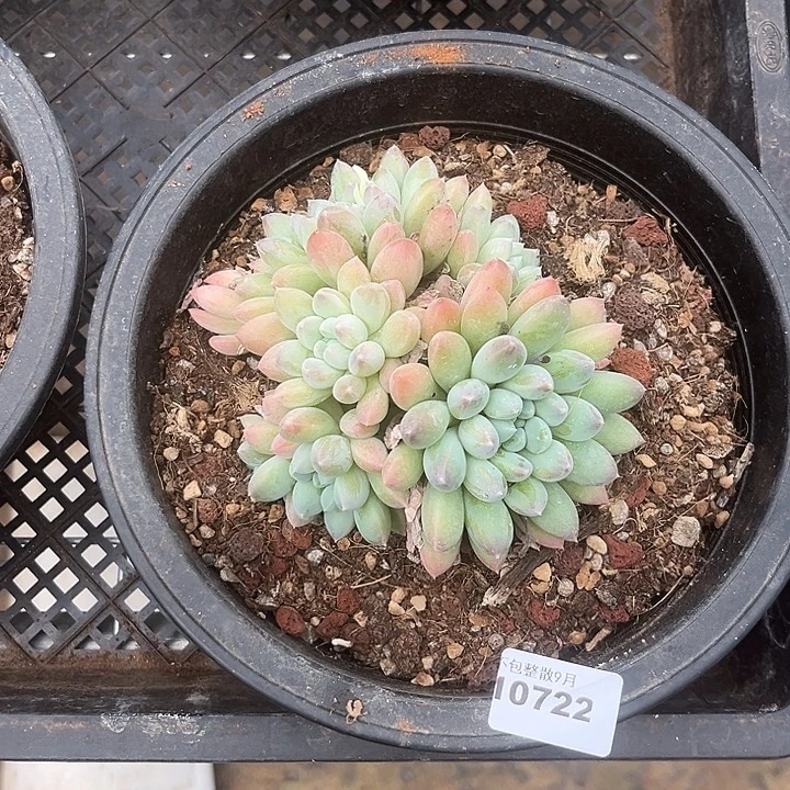 阿雅园艺。          722奶糖