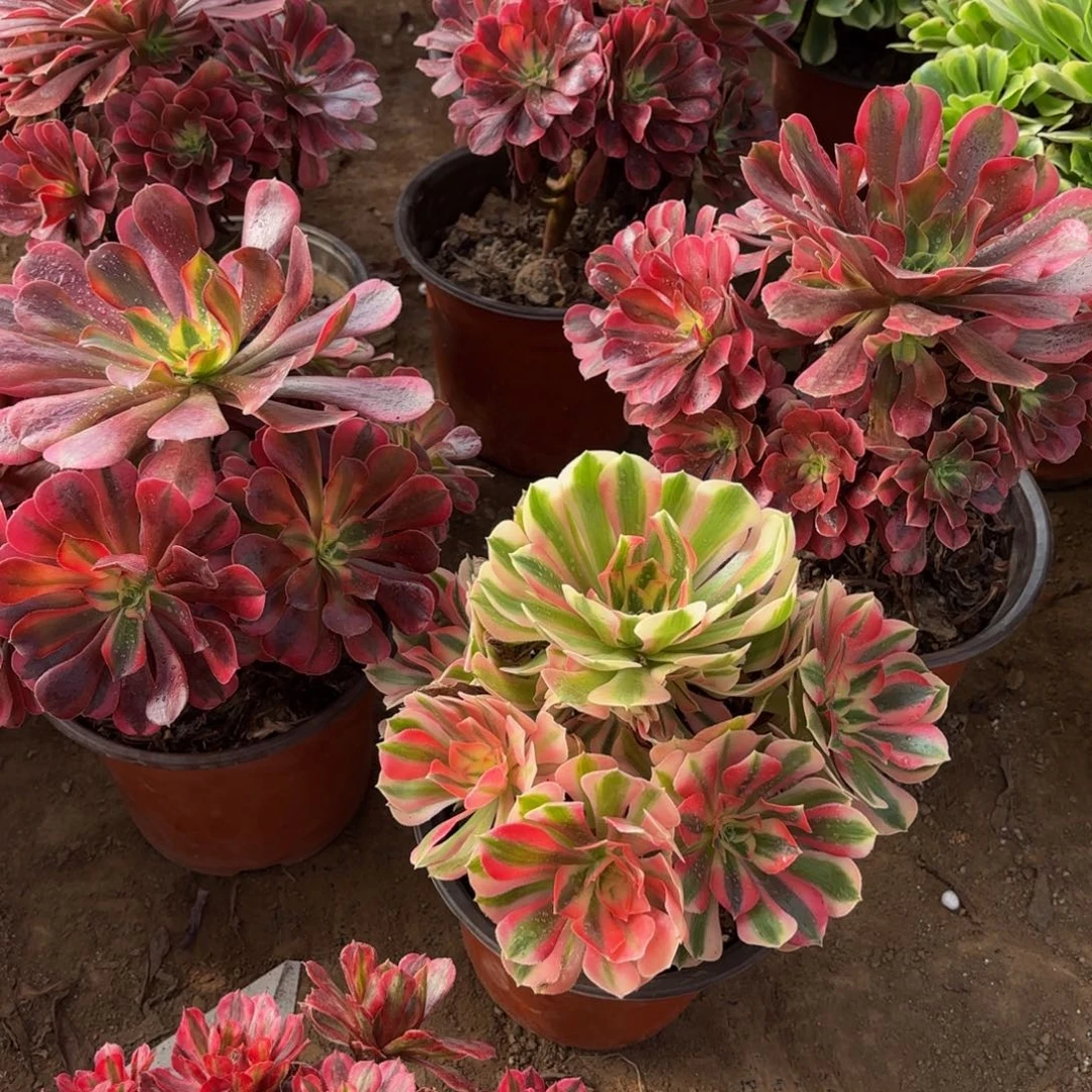 美杜莎+粉女巫组合18.8多肉植物