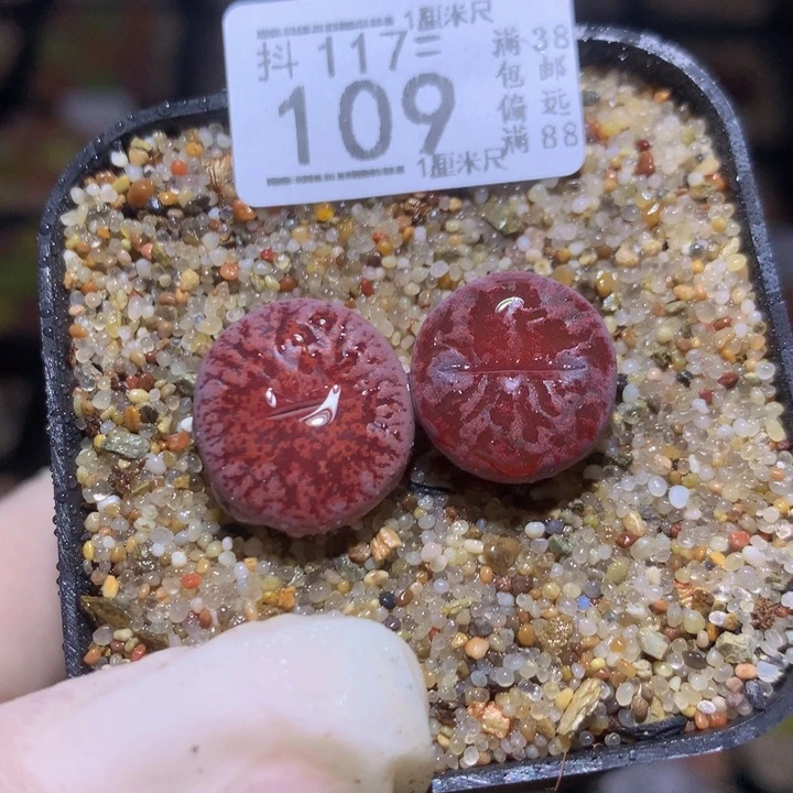 精品生石花117.109