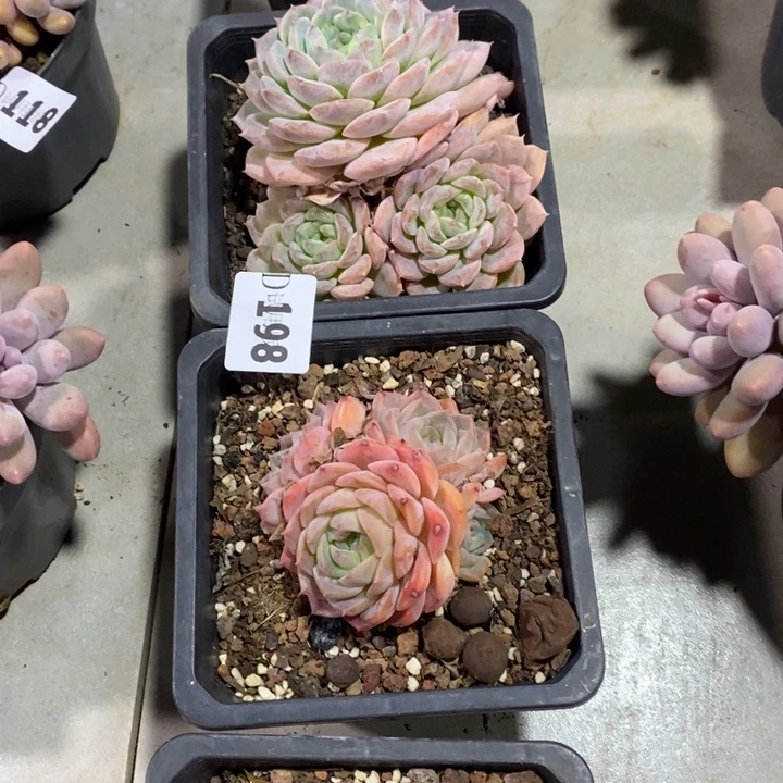 L***萨198纯爱杂多肉植物2颗