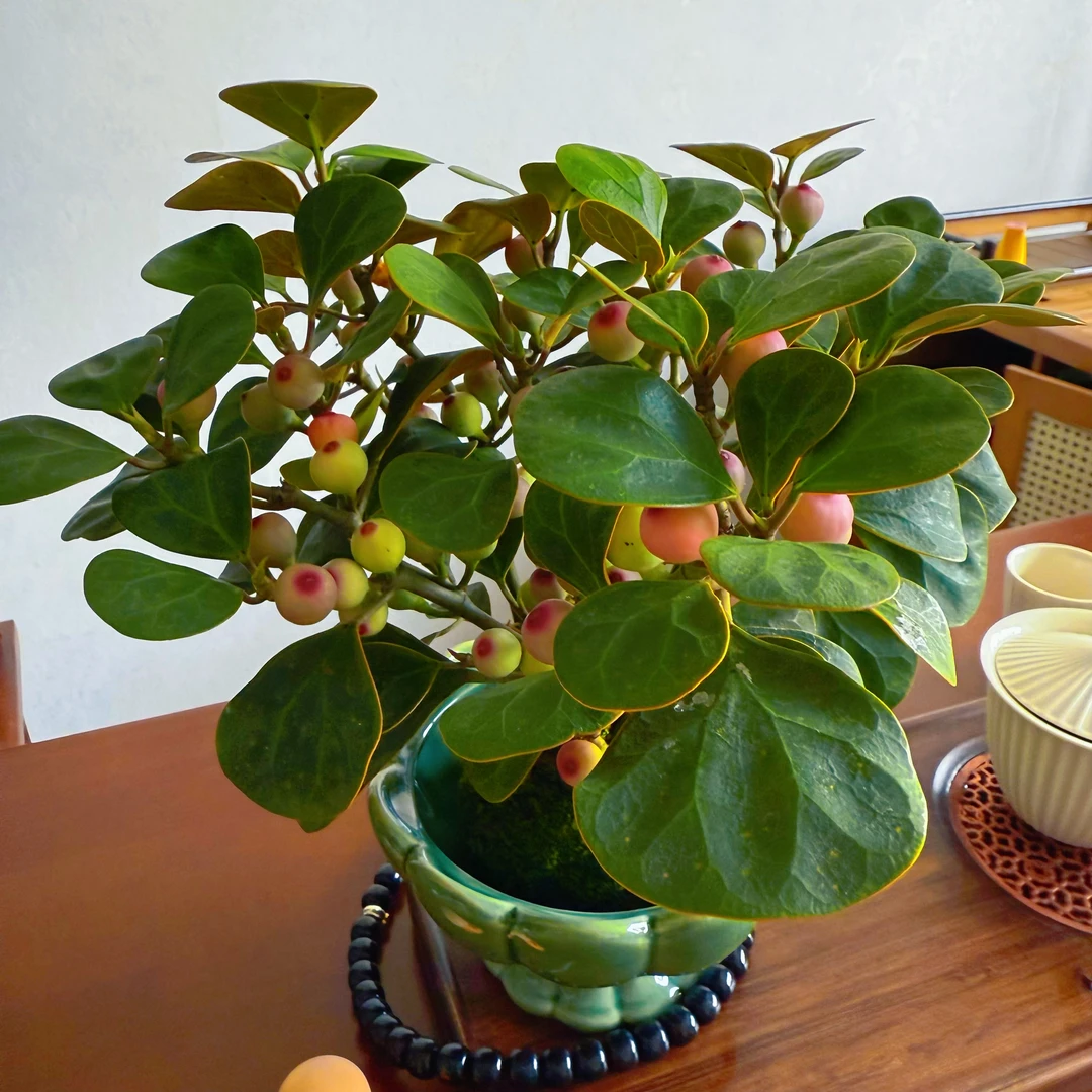 【特A 小盼菩提 +莲花盆+苔藓球+小和尚】轻奢  好养易活  净化空气
