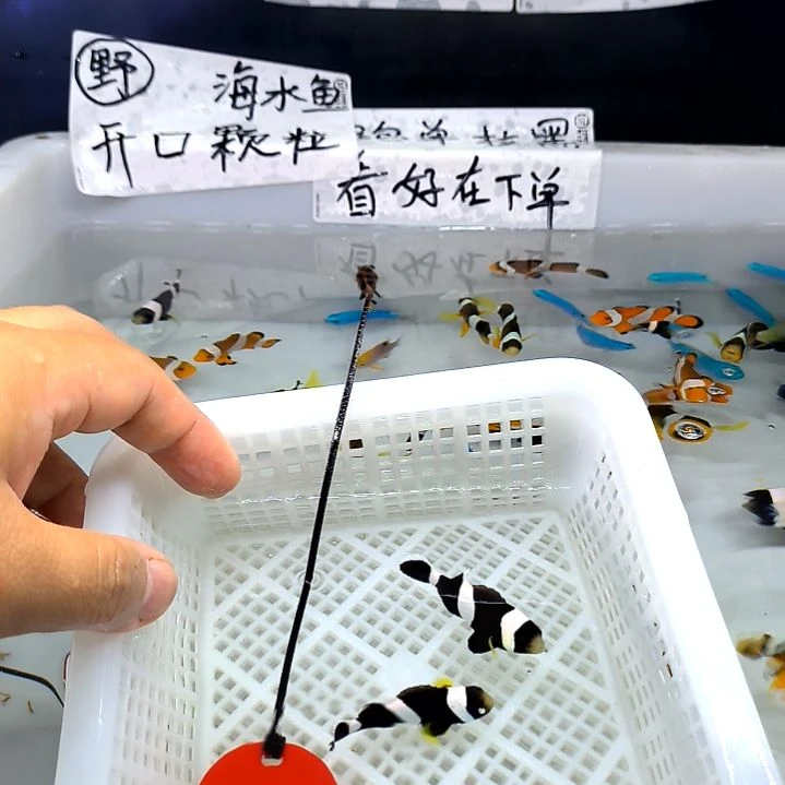 黑豹小丑2条5-48-141