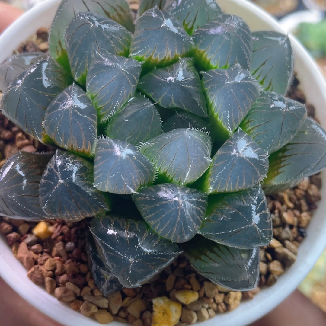 8.实生毛玉露。