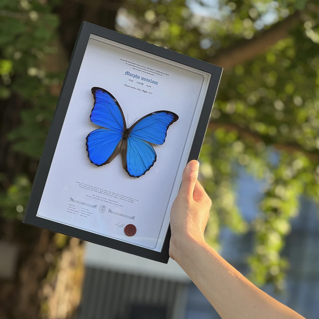 大蓝闪蝶直播福利品