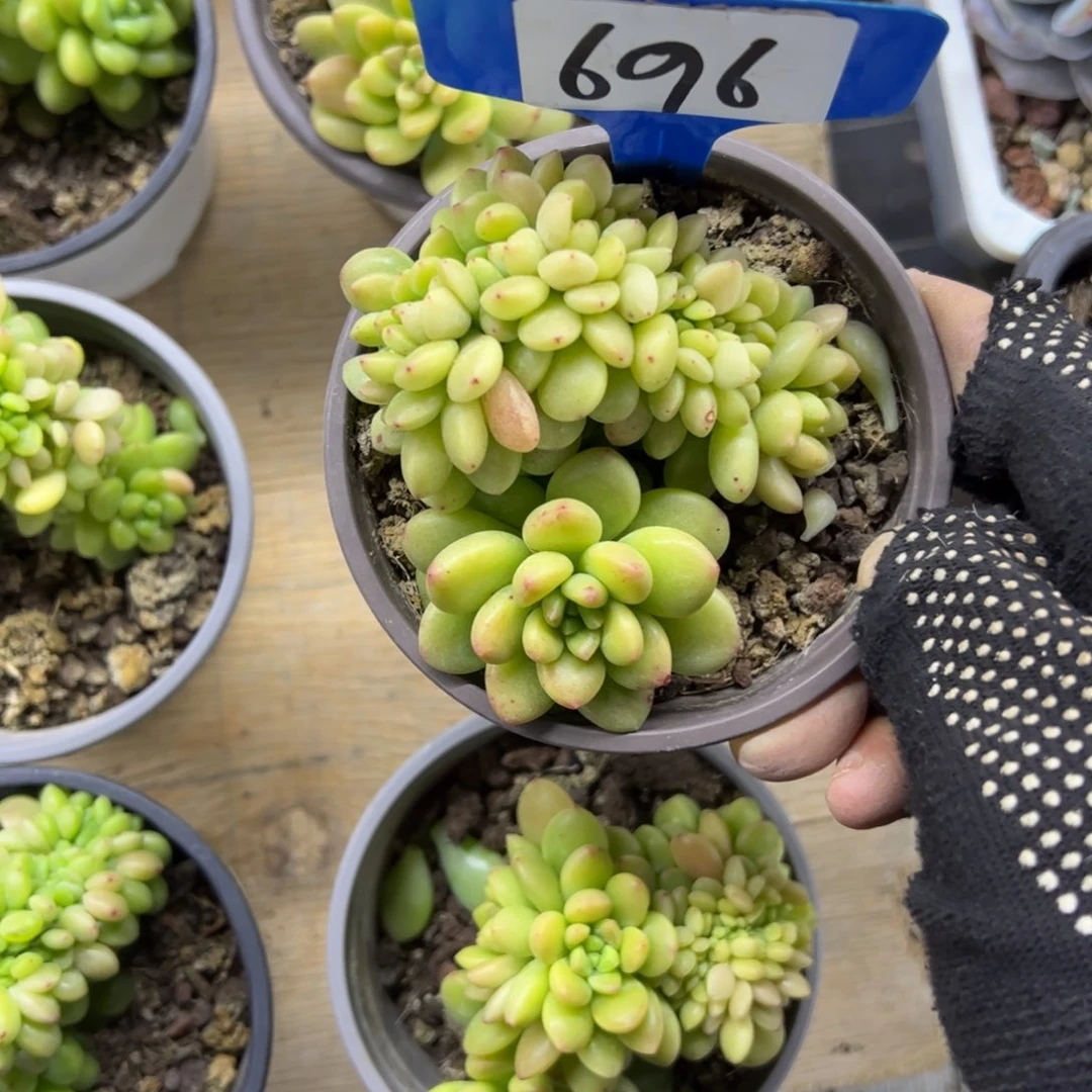 红陶?696号多肉植物