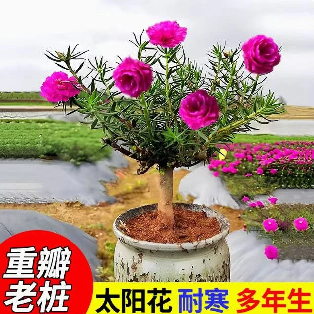 【拍一发四】太阳花老桩多年生耐热花卉阳台庭院四季开花