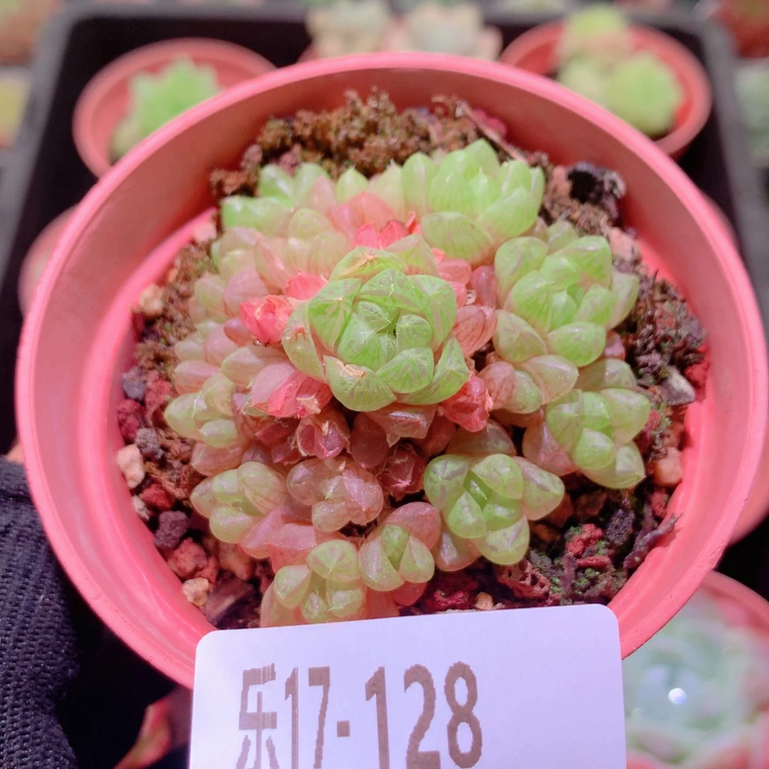 乐然17-128 草玉露