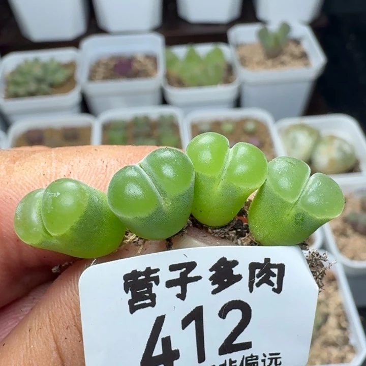 极窗。 y400脱土。