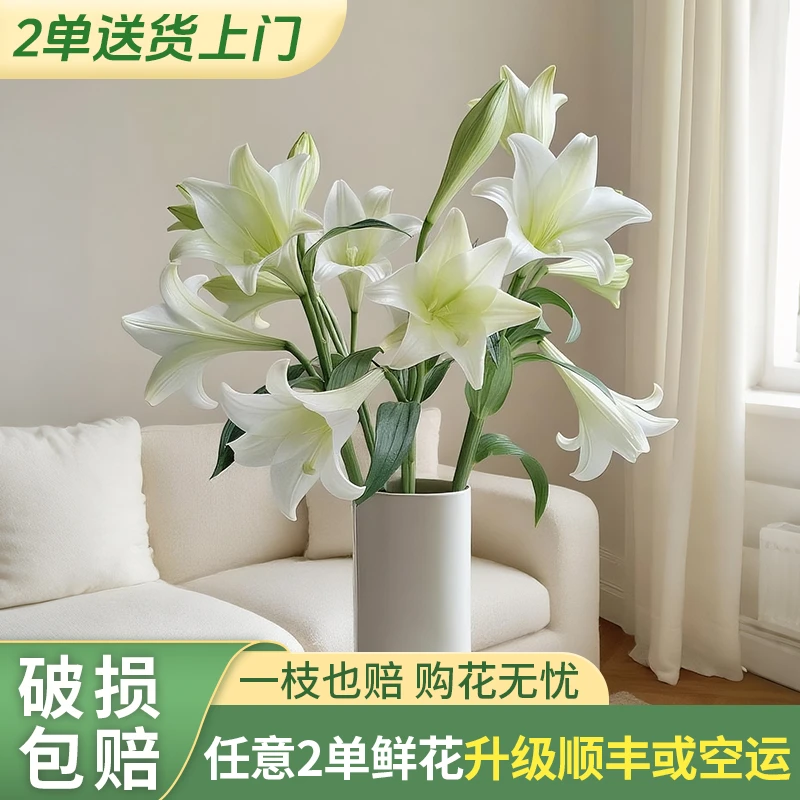 【源头优选老六】白铁炮百合/元旦预热 任意2单鲜花升级快递