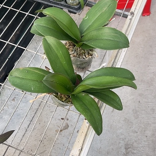 完全开放罗马有破损2.8