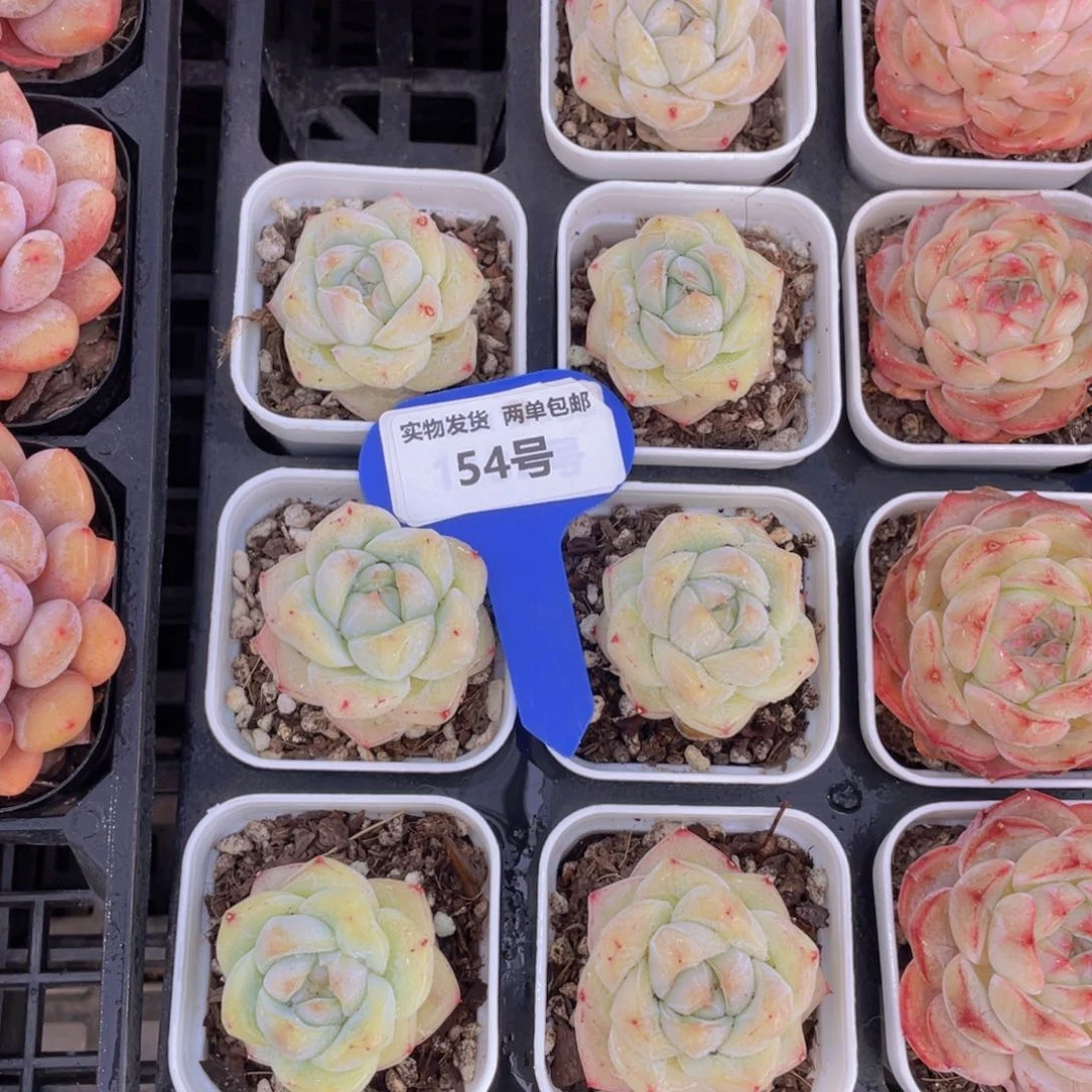 54号单头白泽一个